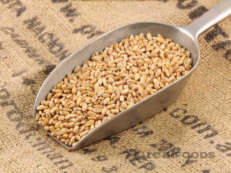 Organic Raw Wheat Seeds, for Beverage, Food, Purity : 98%