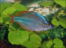 Peacock Rainbow Fish