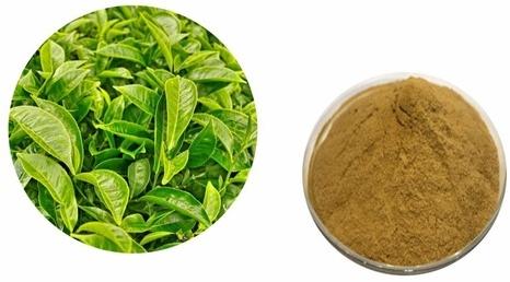 Green tea extract, Packaging Type : HDPE Drum