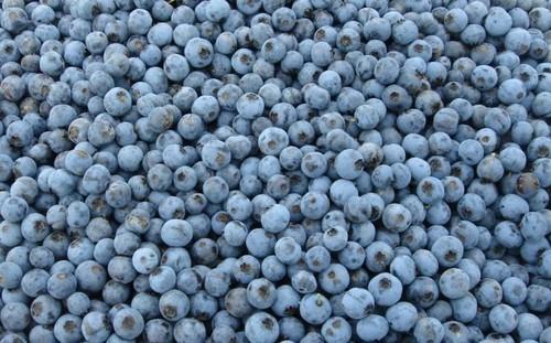 iqf blueberry