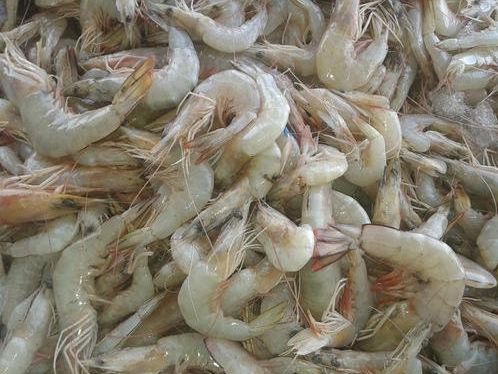 Fresh PDTO Shrimp