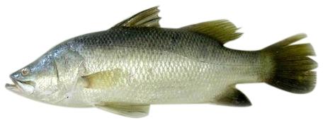 Fresh Sea Bass Fish