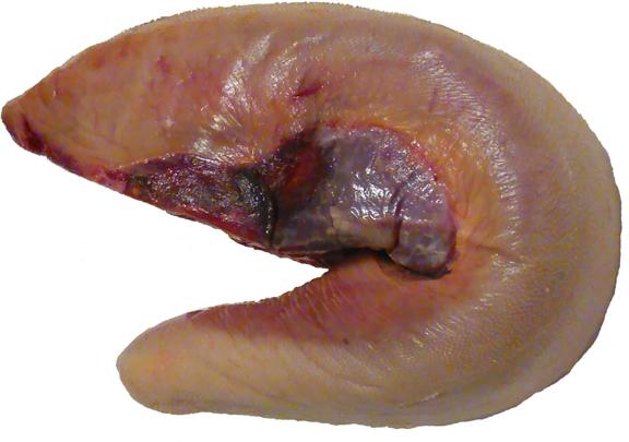 Buffalo Tongue, Packaging Type : Vacuum Packaging