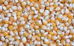 Common Yellow Maize Seeds, for Animal Feed, Style : Dried