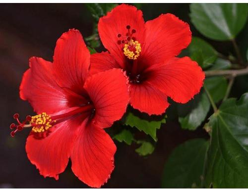 Natural Hibiscus Rosa Sinensis Flower, Packaging Size : 1x10, 1x20, 1x5