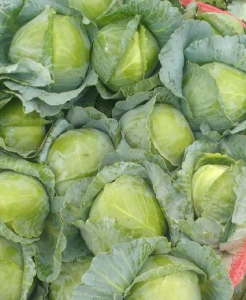 Fresh Cabbage, Shelf Life : 5-10days