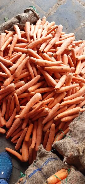 Organic Fresh Carrot, Packaging Type : PP Bags