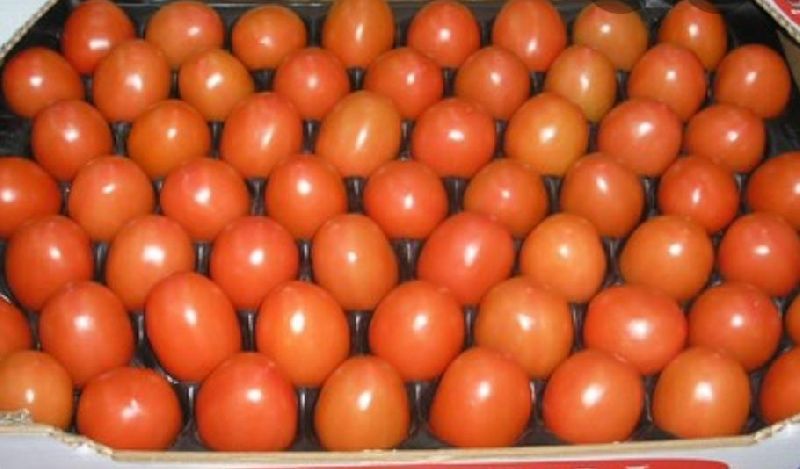 Organic fresh tomato, Shelf Life : 3-7days