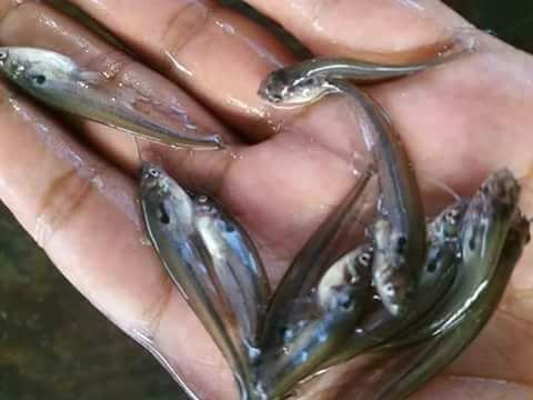 Pabda Fish Seed