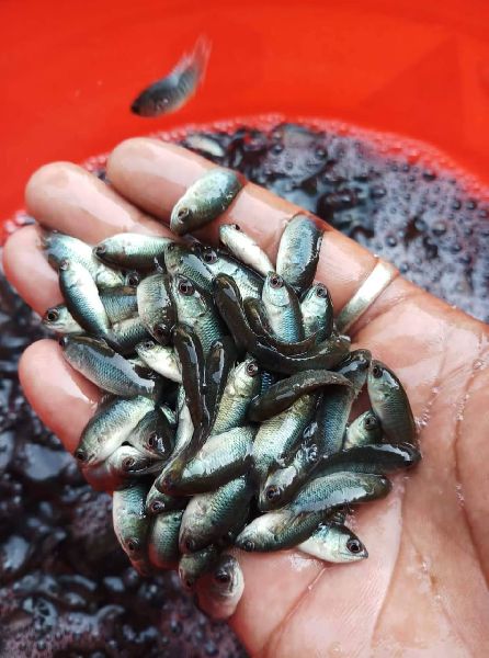 Vietnam Koi Fish Seed, Feature : High In Protein