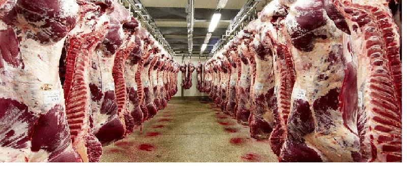 Buffalo Carcass Meat