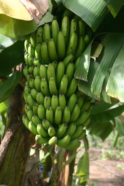 Fresh green banana, Variety : Cavendish