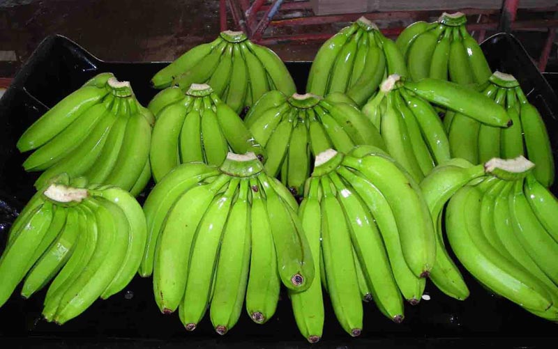 Organic Fresh Raw Banana, Color : Green