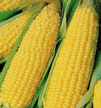 Organic Fresh Yellow Corn