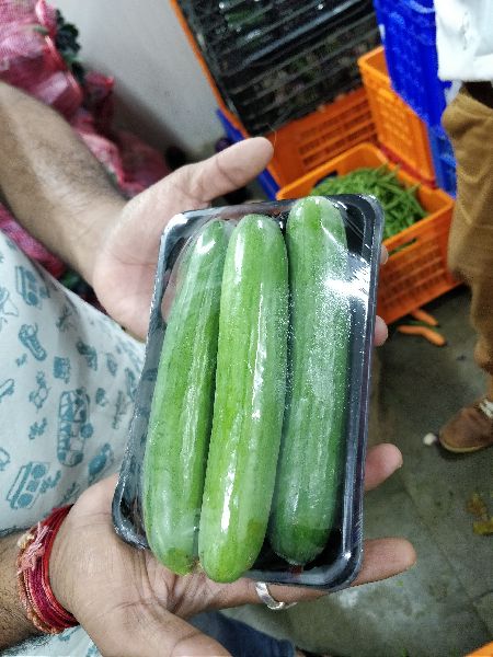 american cucumber