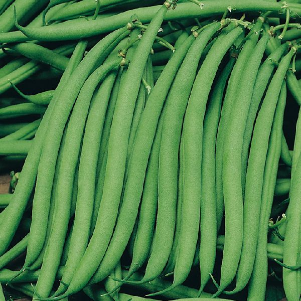 Organic Fresh Greens Bean, Shelf Life : 7-10Days