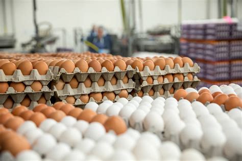Eggs, Packaging Type : Caret, Tray
