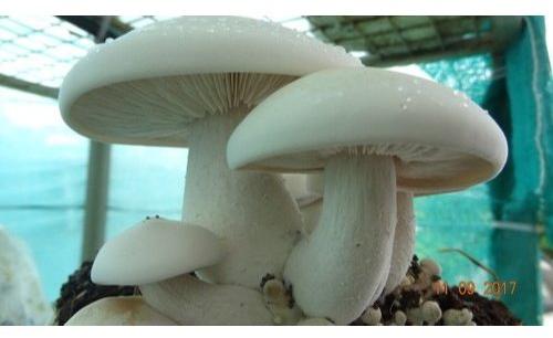 Raw Organic Milky White Mushroom Spawn