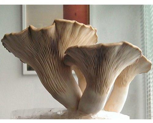 Organic Oyster Mushroom Spawn, Style : Natural