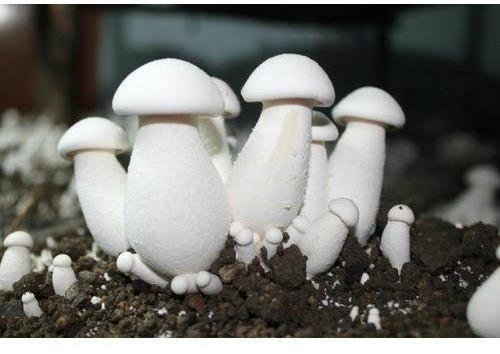 Organic White Mushroom, for Cooking, Packaging Size : 10-20kg