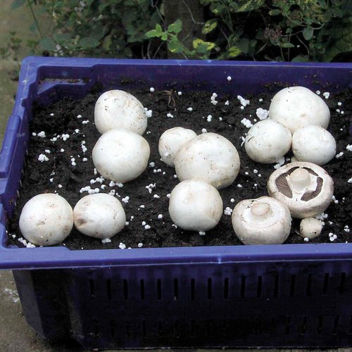 Raw Organic White Oyster Mushroom Spawn