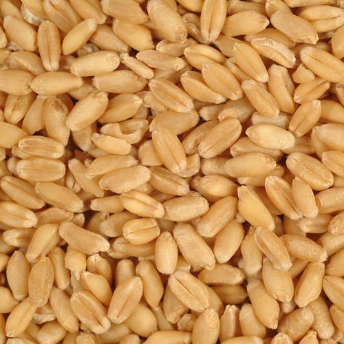 Organic Gluten Free Wheat Grain, Packaging Type : Jute Bag, PP Bag
