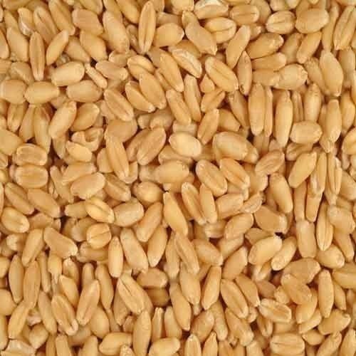 Organic Milling Wheat Grain, Packaging Type : PP Bag