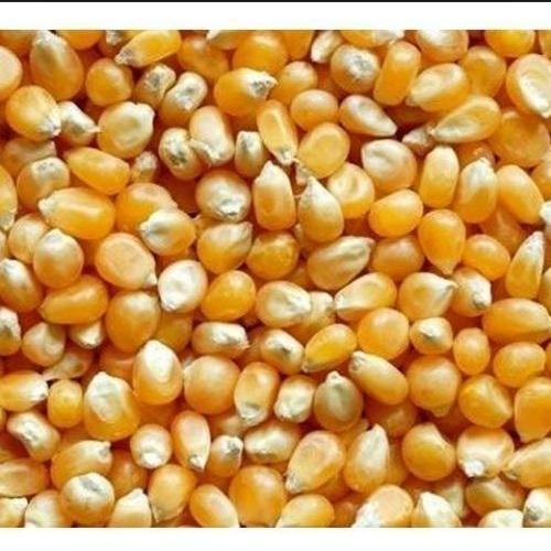 Organic Maize Seeds