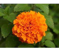 American marigold Genda Flower Plant, Color : yellow orrange