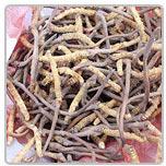 Cordyceps Sinensis Extract