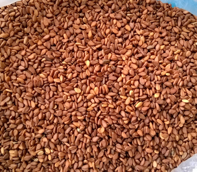 Brown Sesame Seeds, Packaging Type : Pastic Packet