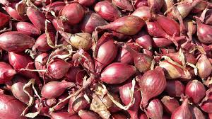 Shallot Onion