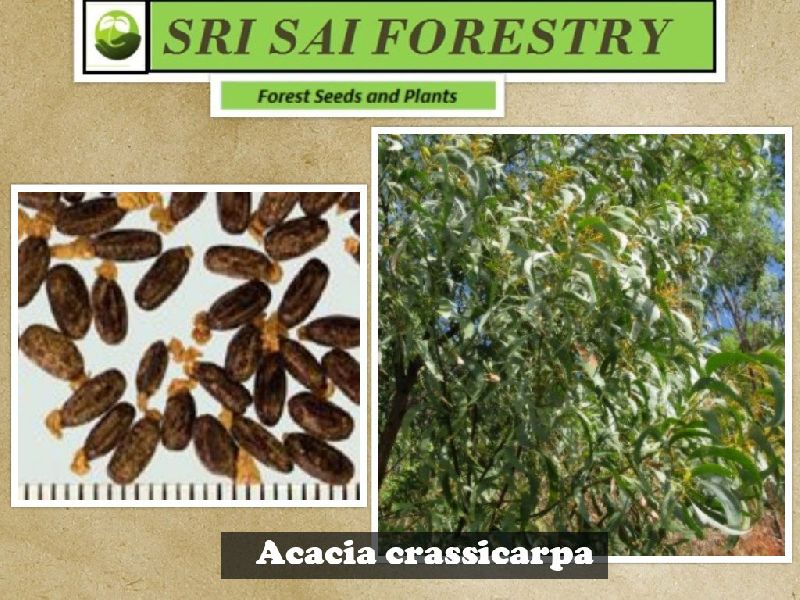 Acacia Crassicarpa Tree