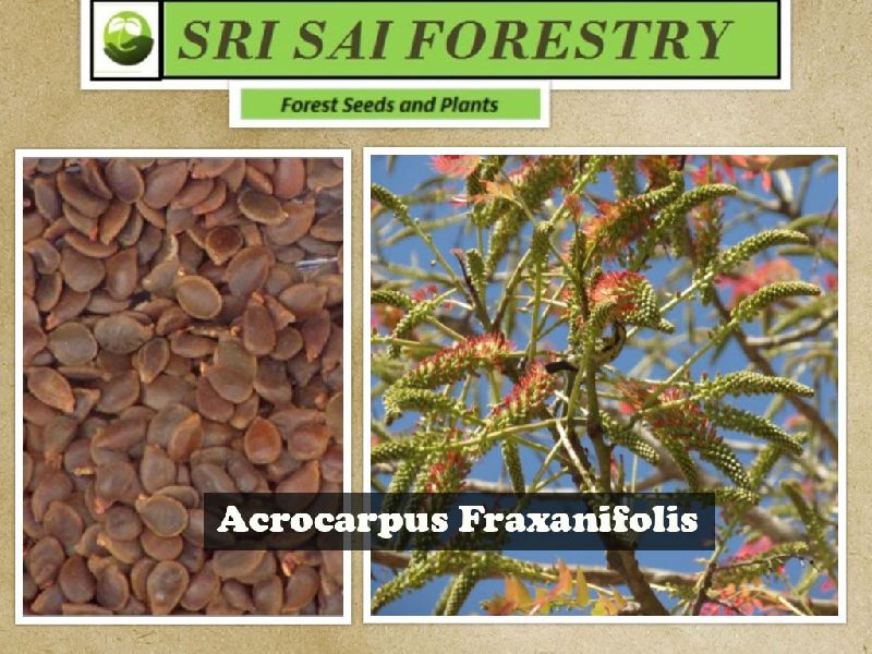 Organic Acrocarpus Fraxinifolius Seeds, Packaging Type : Plastic Packets, PP Bags