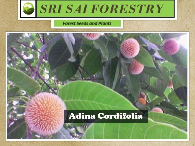Adina Cordifolia Seeds