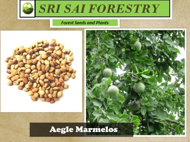 Organic Aegle Marmelos Seeds, Packaging Type : Plastic Packets, PP Bags
