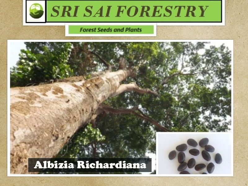 Albizia Richardiana Tree