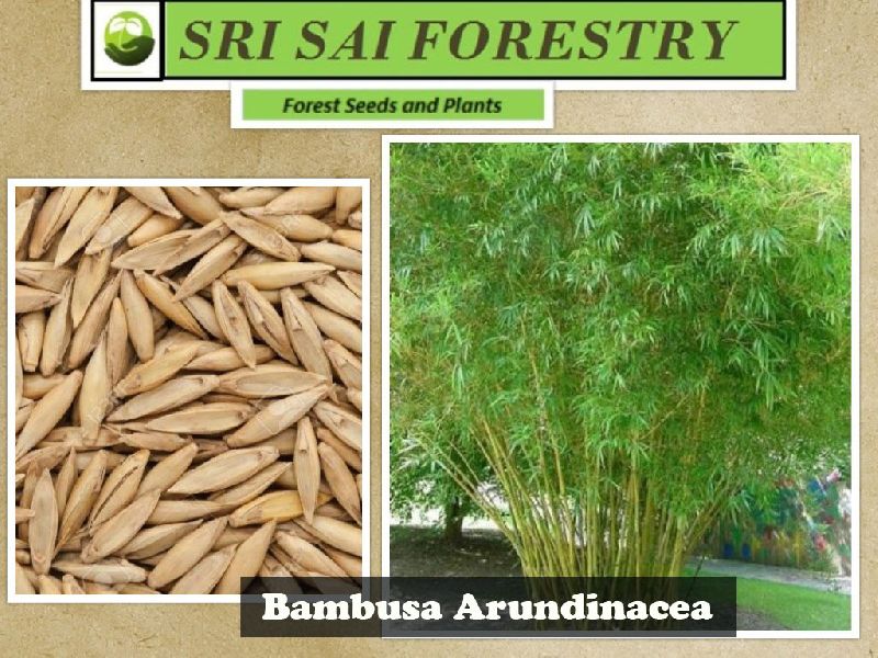 Organic Bambusa Arundinacea Seeds, Packaging Type : Plastic Packets