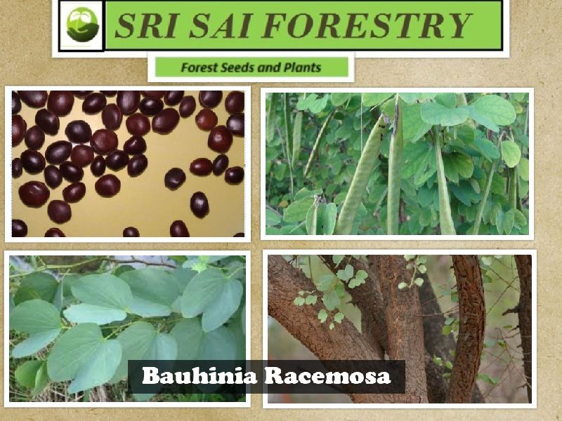 Bauhinia Racemosa Tree, for Agriculture