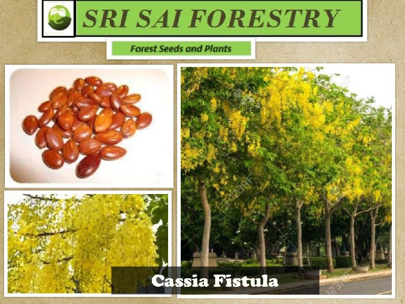Organic Cassia Fistula Seeds, Packaging Type : Plastic Packets, PP Bags