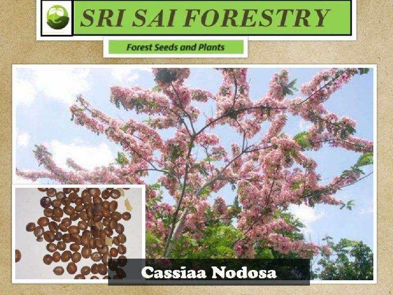 Organic Cassia Nodosa Seeds, Packaging Type : Plastic Packets, PP Bags