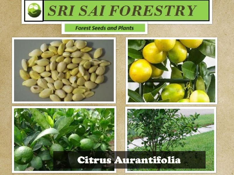 Citrus Aurantifolia Seeds