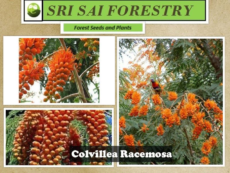 Colvillea Racemosa Tree, Flower color : Orange