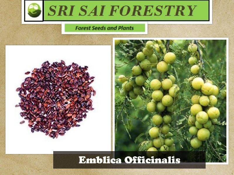 Organic Emblica Officinalis Seeds, Packaging Type : Plastic Packets, PP Bags