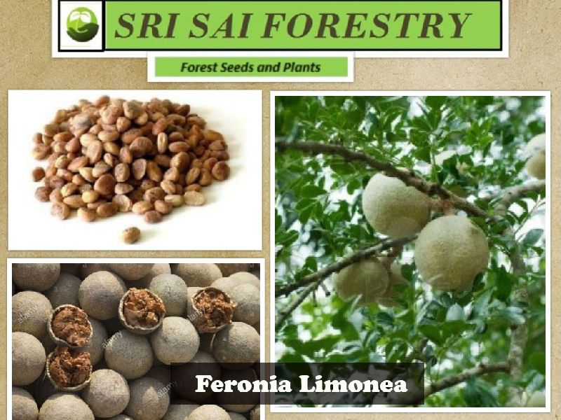 Feronia Limonia Seeds