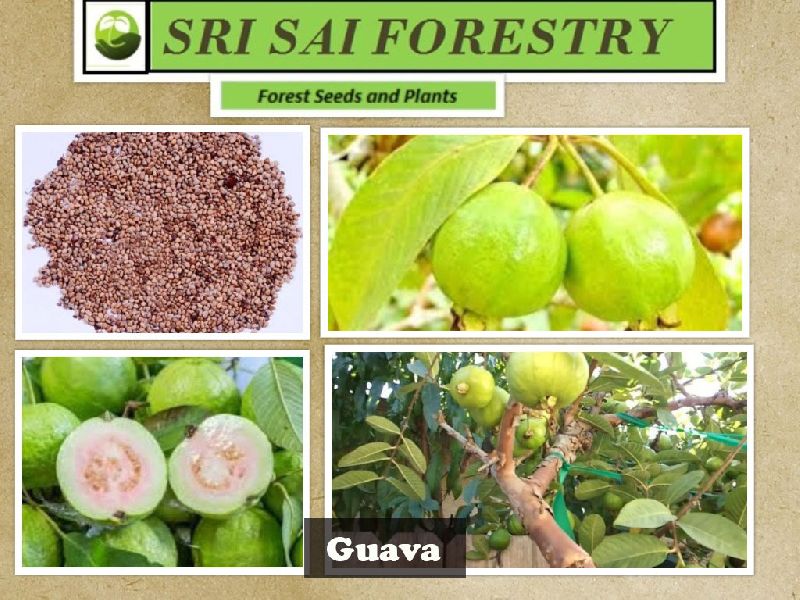 Organic Guava Seeds, Packaging Type : Plastic Packets, PP Bags