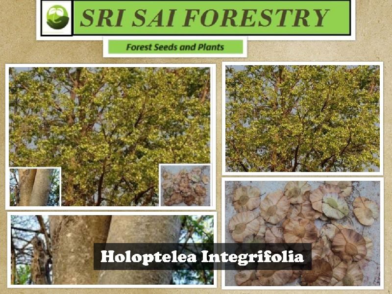 Holoptelea Integrifolia Tree, for Agriculture