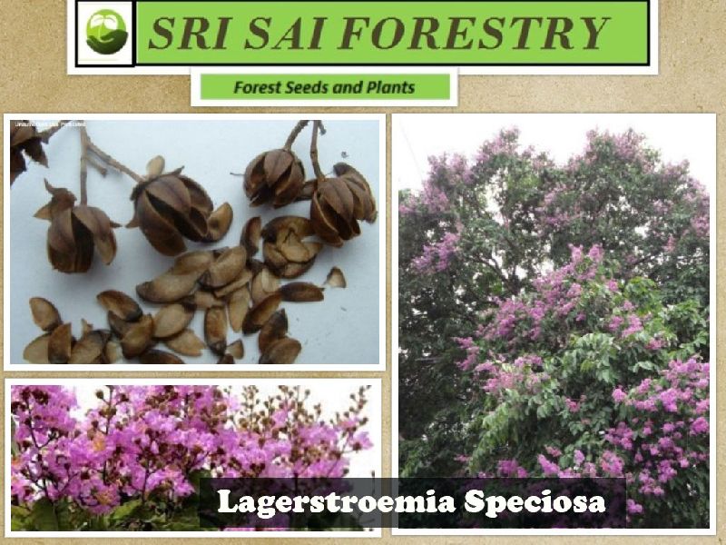 Organic Lagerstroemia Speciosa Seeds, Packaging Type : PP Bags