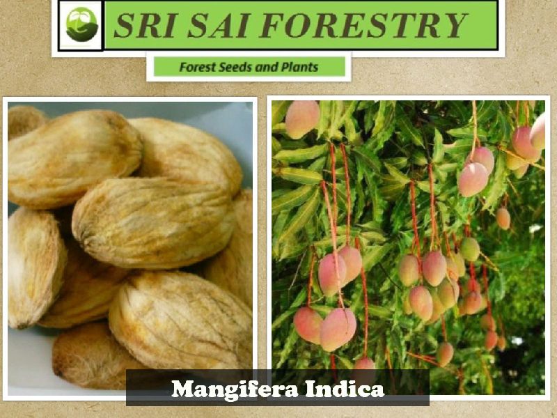 Mangifera Indica Seeds, Packaging Type : Plastic Packets, PP Bags