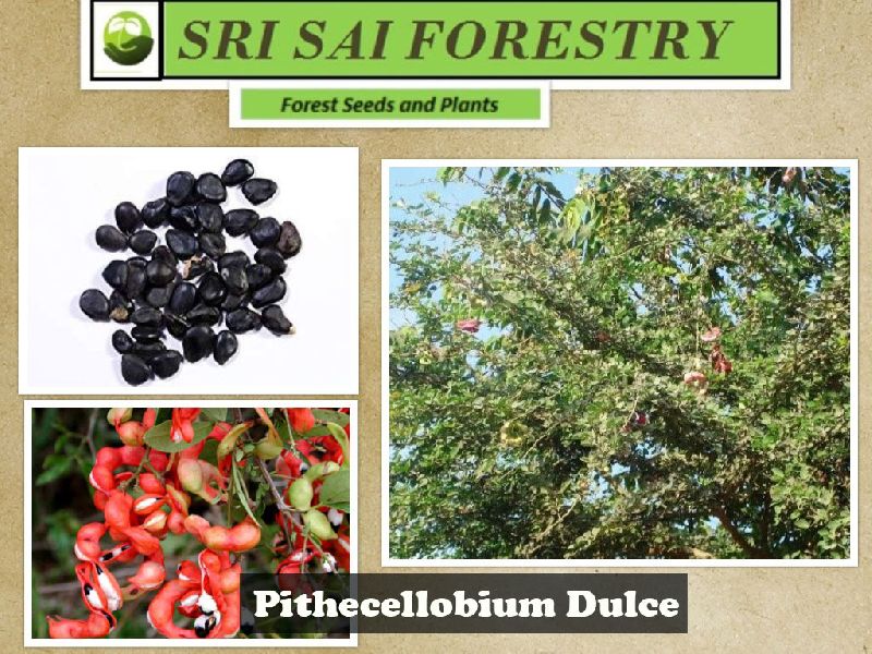 Organic Pithecellobium Dulce Seeds, Packaging Type : Plastic Packets, PP Bags